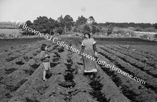 SOWING POTATOES